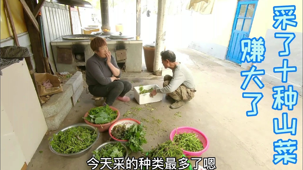 东北山上都是宝山珍野味真不少！娘俩辛苦把菜采十种山菜采不少！ #三农  #农村生活  #山菜  #热门