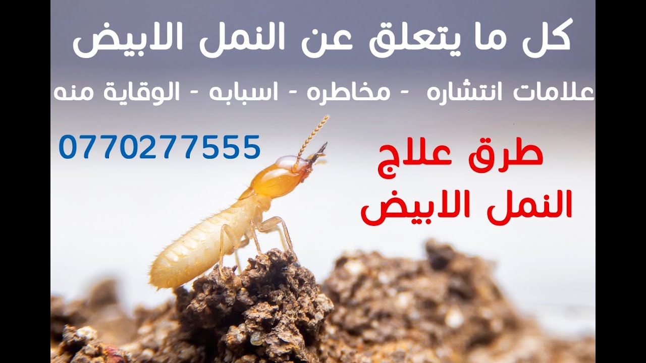كل ما يجب معرفته عن النمل الابيض / الارضة في الاردن - اهم العلامات و ...