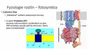 Kde jsou důležité rostliny C4?