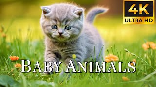 Baby Animals 4K   Instant Relief from Stress, Anxiety and Depressive States Heal Mind