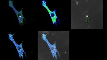 OLYMPUS FV3000RS "Fast Calciumcardiac myocyte"