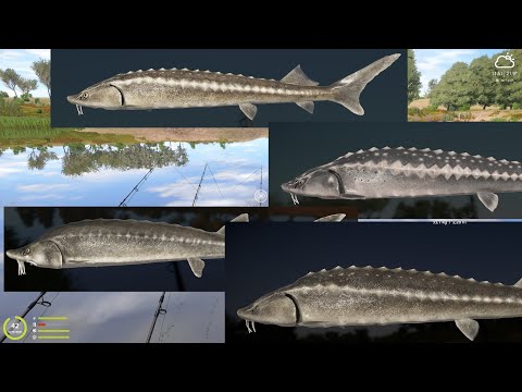 RF4 #73 Russischer Stör an der Achtuba - YouTube