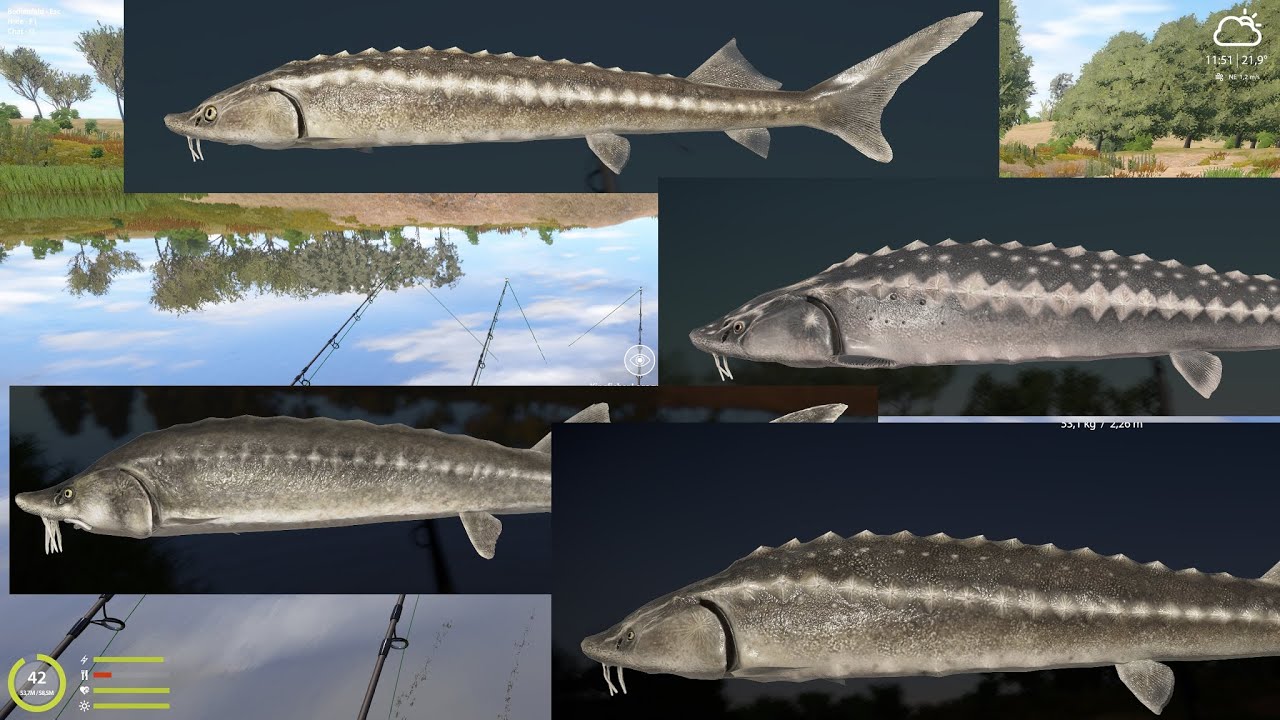 RF4 #73 Russischer Stör an der Achtuba