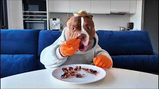 CHOCOLUNCH: Bacon Sammy