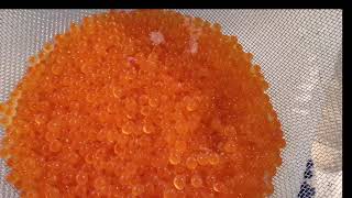 [VLOG ]道民によるイクラの塩漬け