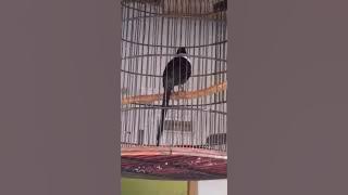 BURUNG BILBONG GACOR LUAR DALAM