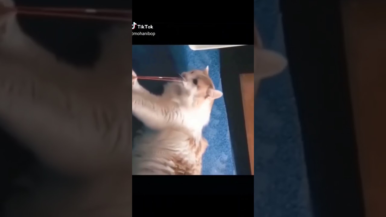 funny cat fail: incidents and accidents: 