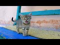 #baby cat videos #cats and kitten #Cat compilation funny  video🐈 for kid