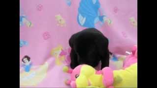 Pets for Sale in New Jersey | Animal Shelter in NJ