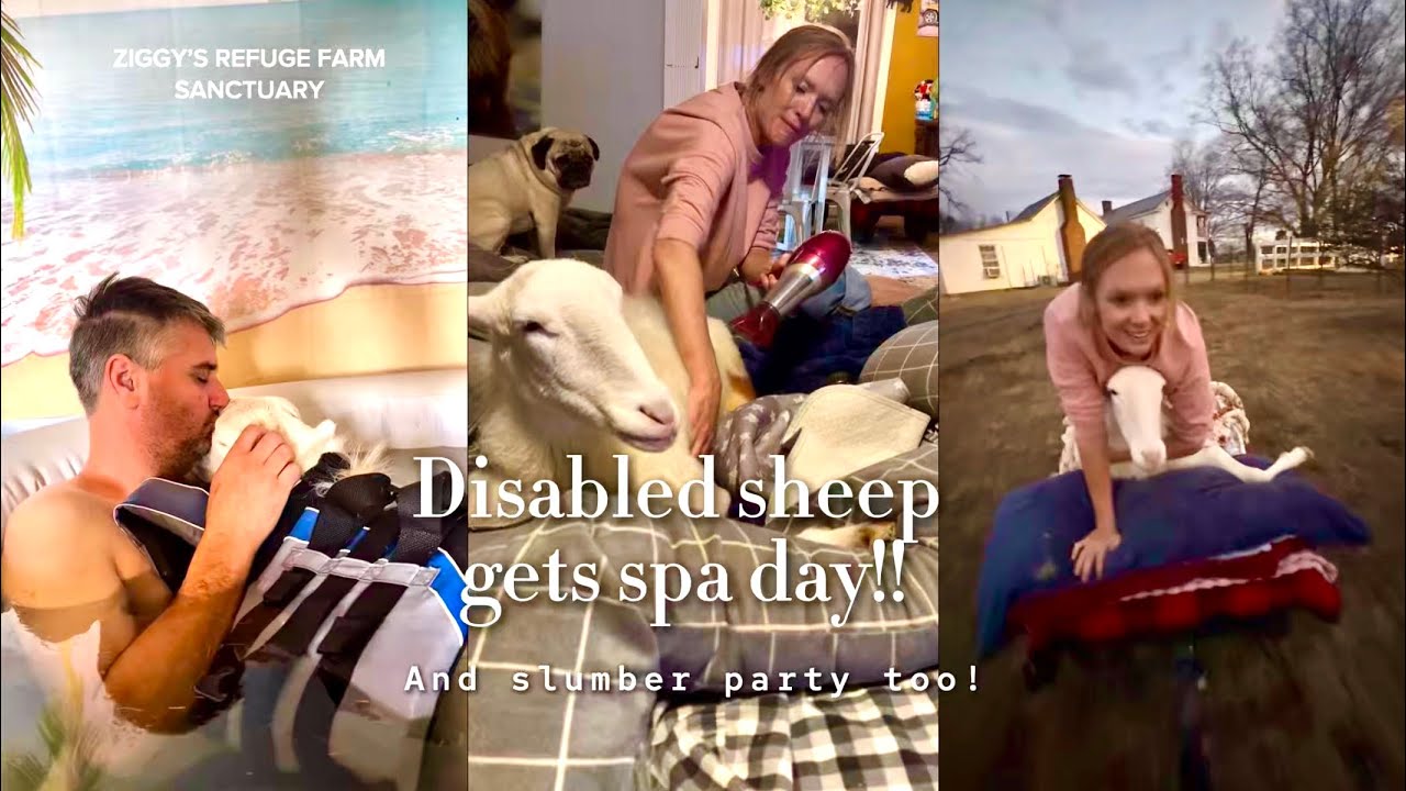 A Slumber Party with Moko 🐑💤 | Life With a Disabled Sheep at Ziggy’s Refuge
