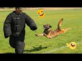 I dare you not to LAUGH at these FUNNY DOGS 😁🦮 - Best Funny Animals Videos 2025 #226