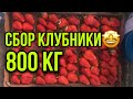 800 кг клубники😍 | собираем клубнику 24 часа