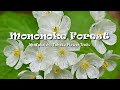 Mononoke Forest | Hiking to Mt. Yakeishi in Iwate, Tohoku Flower Trails