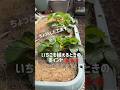 【ちょっと工夫】いちごの植え方🍓🍓　　　#ベランダ菜園 #プランター菜園 #家庭菜園 #gardening #shorts #いちご栽培