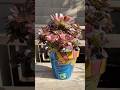 Aeonium Chanel rainbow in my hand painted pot ❤️#plants #handpainted  #aeonium #fall