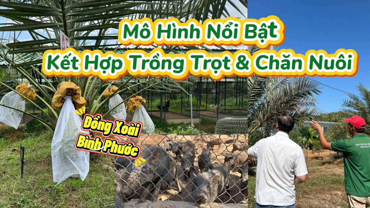 MÔ HÌNH ĐỘC ĐÁO TRỒNG CHÀ LÀ KẾT HỢP CHĂN NUÔI |Thủy Khai Nguyên