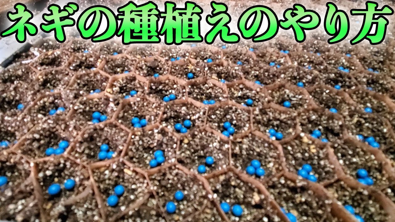 【ネギの種植えのやり方】チェーンポットを使い、ねぎの苗を作ります！【ネギの作り方】