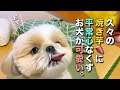 【シーズー】久々の焼き芋に、平常心なくすお犬が可愛い！www【222】