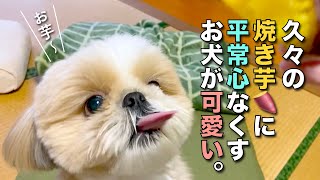【シーズー】久々の焼き芋に、平常心なくすお犬が可愛い！www【222】