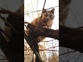 CAT 🐈🌿КОШЕЧКА😺#funnypets #shorts #cute #cat  #catlover #милота #котики#💚💛🧡