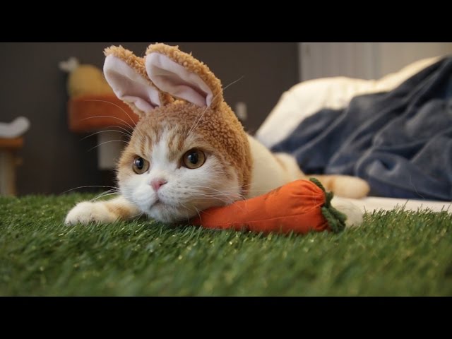 Cute Easter Rabbit with Waffles the Cat