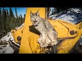 Wild lynx climbs on skidder  amazing wildlife encounter