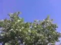ازرع شجرة تحصد ثمره