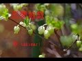 恋愛遊戯 ( 太田裕美 ) 自作伴奏cover / 歌:takimari