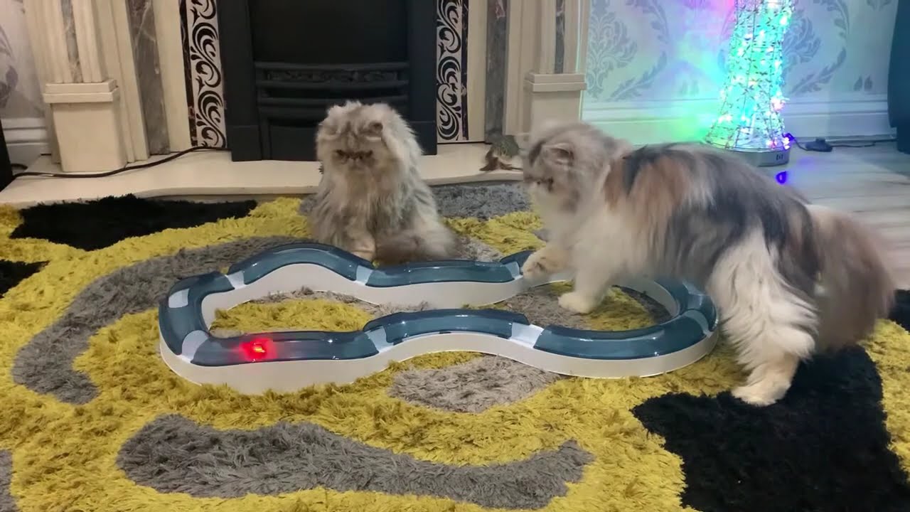 🐾 Playtime Fun with Elsa & Daisy: The Catit Super Roller Circuit