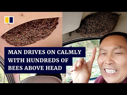 Chinese man drives on calmly despite hundreds of honeybees above his head