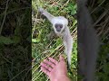 #babymonkey #Animal #cuteanimal #babygibbon #apes #babyapes #animal