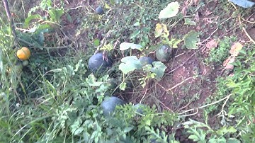 Hugel Swale "near" end of season 2014 update