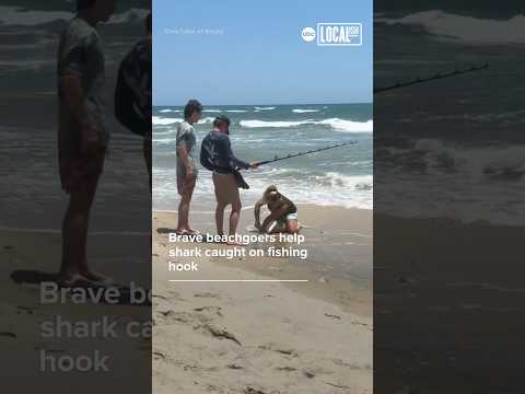 Beachgoers help shark in distress