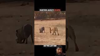 Warthog Always Escapes… Until the Eagle Strikes! #eagle #animals #youtubeshorts