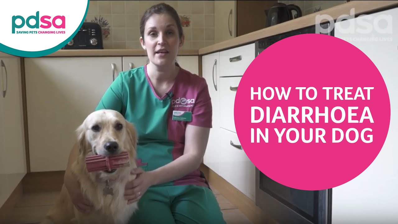 Dog Diarrhoea - Pdsa