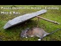 Paiute Deadfall Trap in Action! Catching Rats and Mice. Bushcraft Survival Skills.