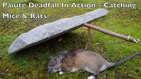 Paiute Deadfall Trap in Action! Catching Rats and Mice. Bushcraft Survival Skills.