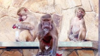 видео: Стёпа ХРЮКАЕТ от удовольствия!МАНЯ балдеет вниз головой!ТОСЯ и РОКИ рады угощению! ВОЛШЕБНАЯ черешня картинка: Стёпа ХРЮКАЕТ от удовольствия!МАНЯ балдеет вниз головой!ТОСЯ и РОКИ рады угощению! ВОЛШЕБНАЯ черешня