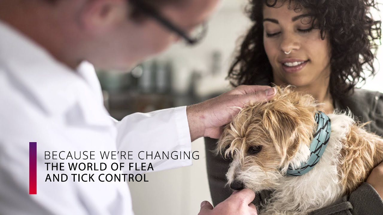 Tick and Flea protection Bravecto® - South Africa