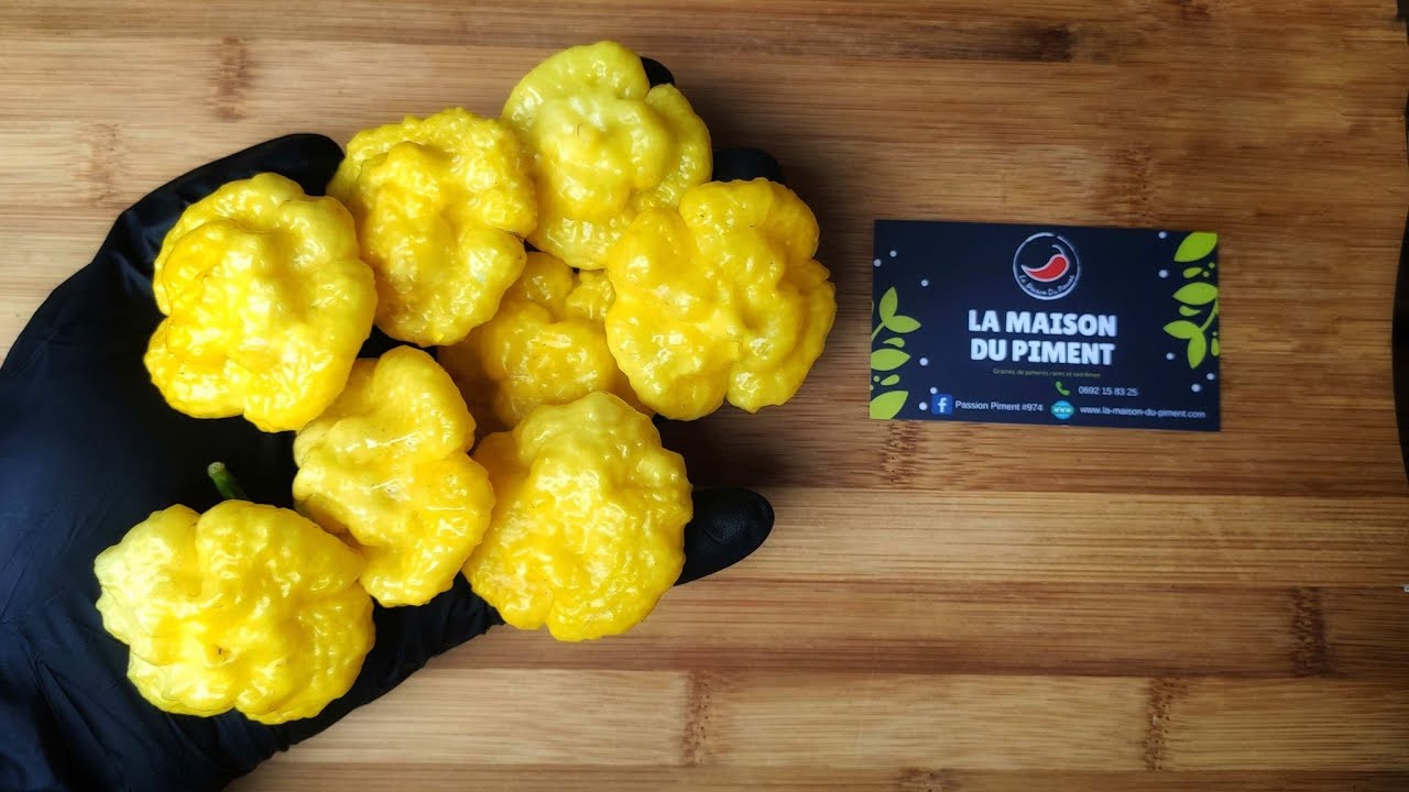 KS Lemon StarrBurst, The Most Beautiful Chili Pepper - La Maison