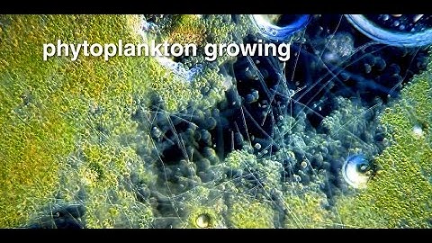 Real World: Phytoplankton, Microscopic Drifters