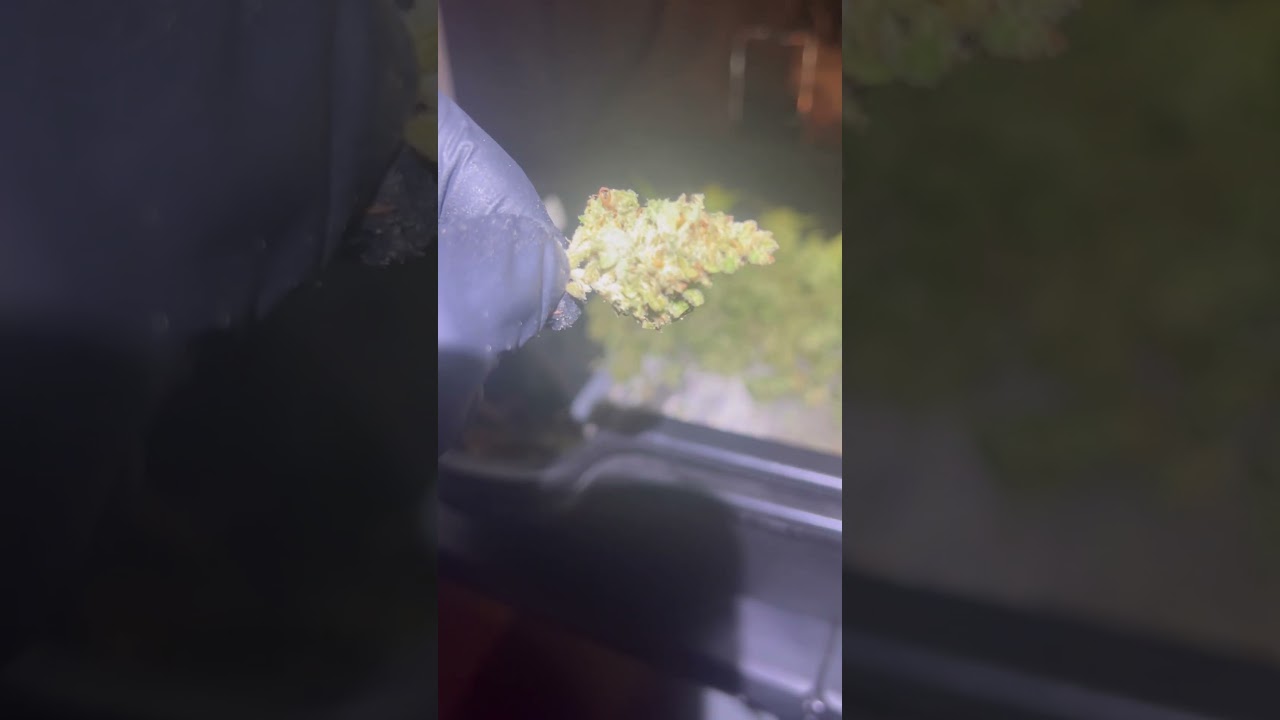 TRIM.JAIL.KAHAKI.LIGHTS