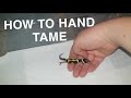 How To Hand Tame Your Leopard Gecko