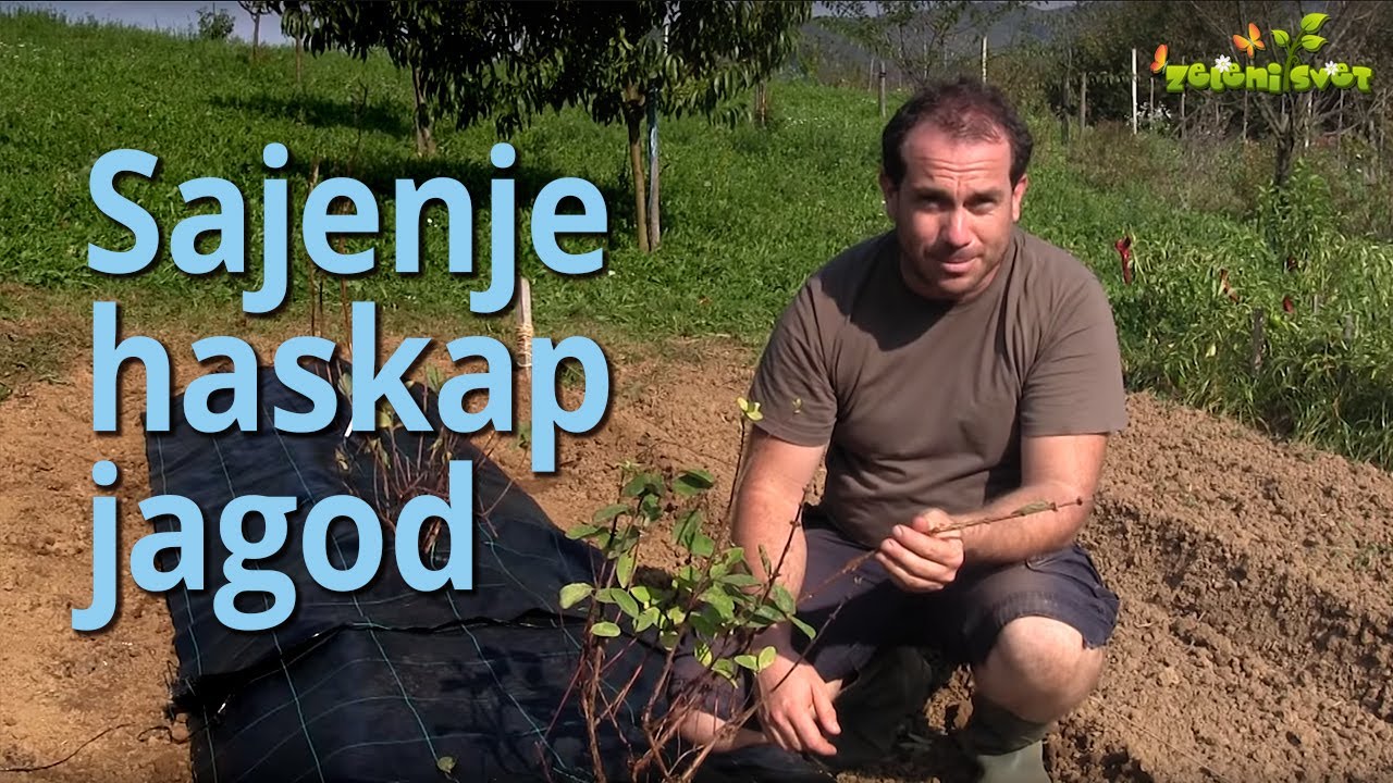 Sajenje haskap jagod (sibirskih borovnic)