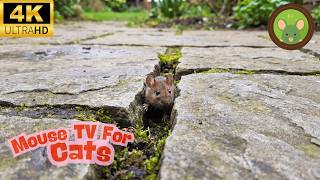 Cat TV Mouse Video 🐭 | Calm Stone Path for Cats (4 Hours)