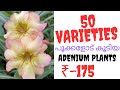 ADENIUM SALES   " BD" with flower 8547300884
