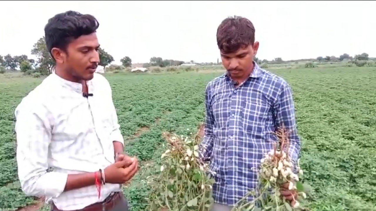 Crosil Plus || Flovera Plus || Phytones Crop science || Plant Growth || નમસ્તે કિશાન