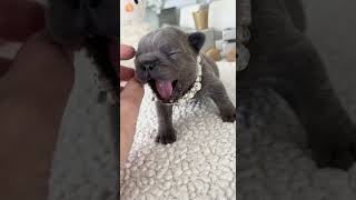 “ Tiny Gigi wins for cutest yawn while milk comes up ”  #frenchbulldog #puppy  #frenchbulldoglove