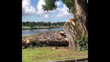 Tree Fall on the Seawall || ViralHog