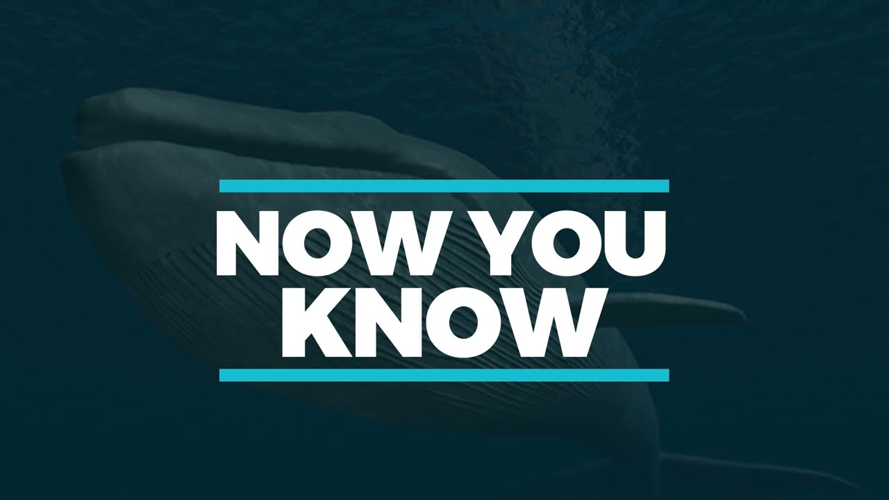 Size a Whale | Fact You Don't Know About